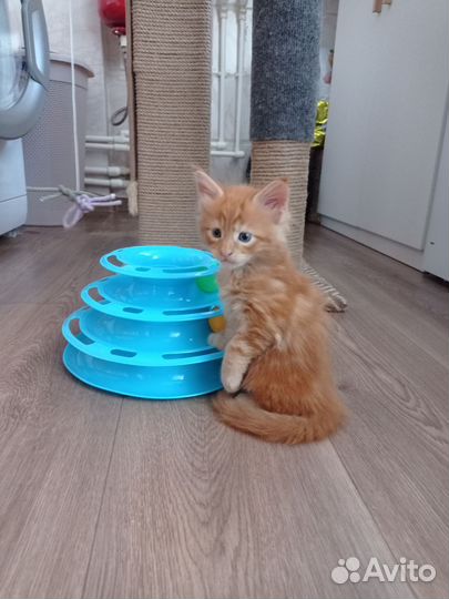 Котята мейн-кун
