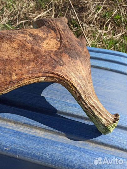 Продам рога лося