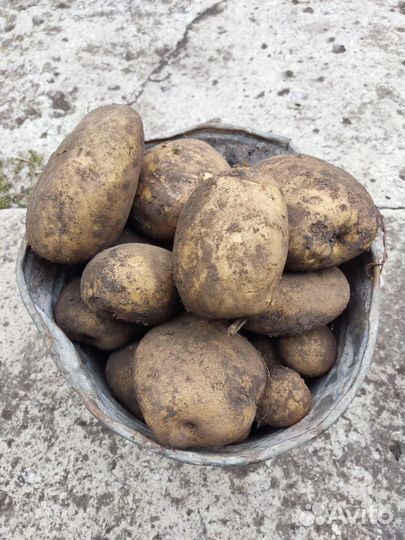Картофель крупный