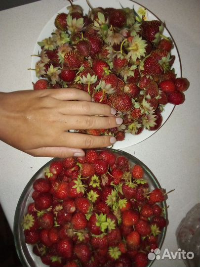 Клубника свежая