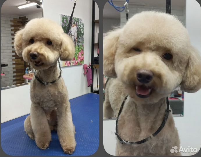 Груминг / стрижка собак и кошек