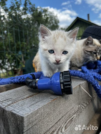 Котенок белый