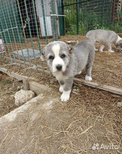 Щенки алабая(среднеазиатская овчарка)