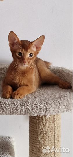 Абисинский котенок