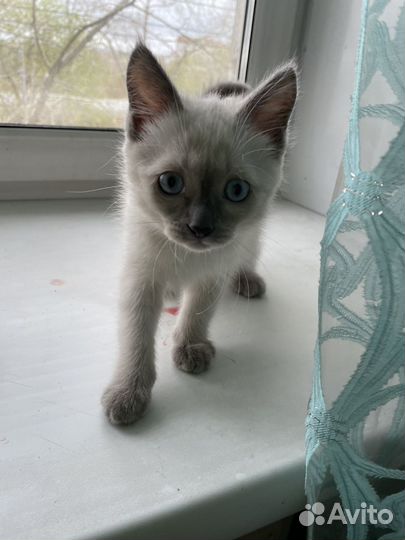 Сиамские котята