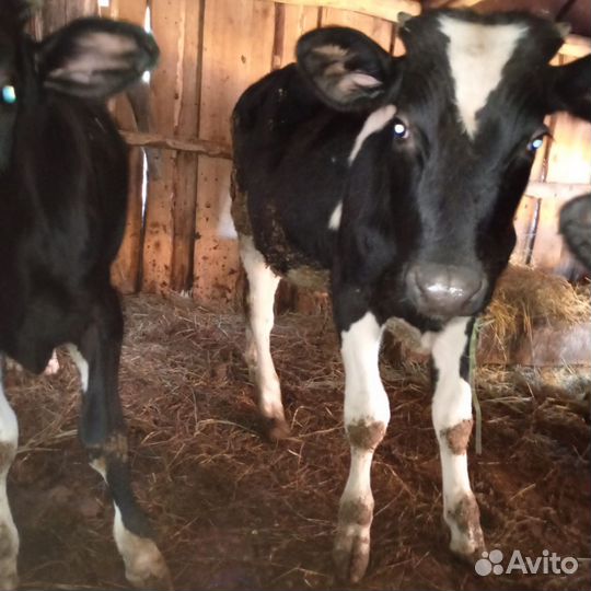 Телята бычки