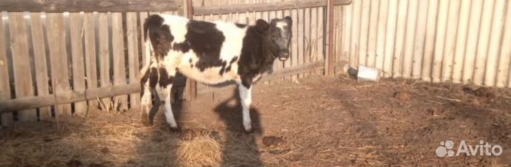 Быки и телки