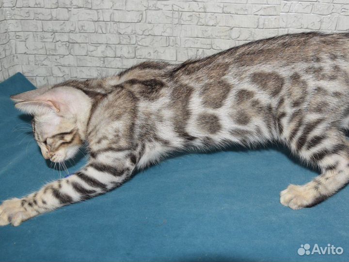 Серебро бенгальская из питомника