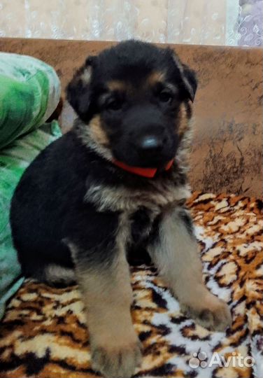 Щенки немецкой овчарки. Черные и чепрачные