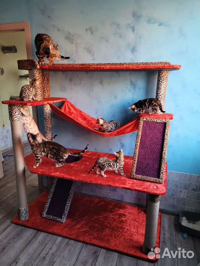 Бенгальская кошка