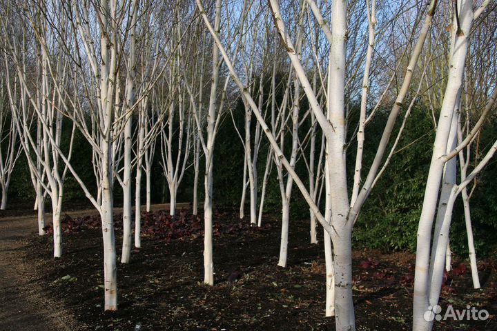 Березы с комом, Привезем и посадим, Большой выбор