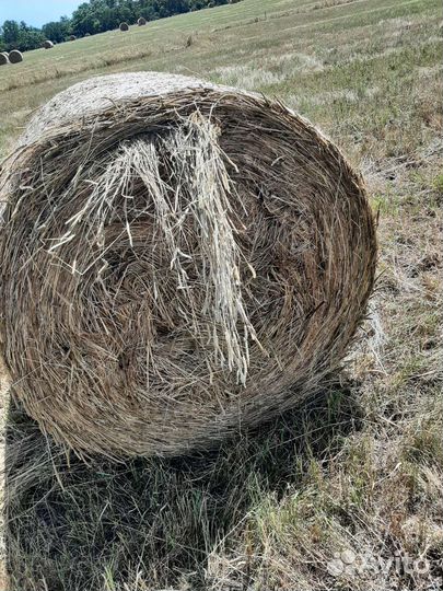 Сено в рулонах урожай 2023