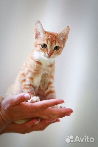 Котенок Мими в добрые руки