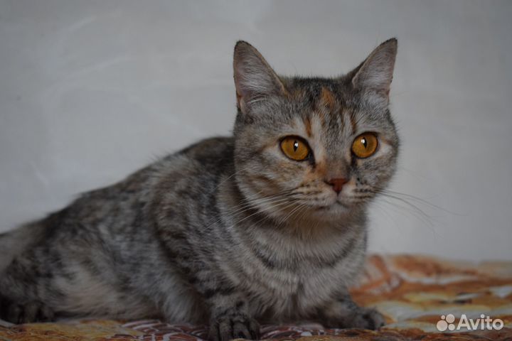 Кошка в дар