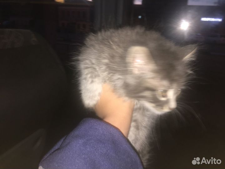 Котёнок