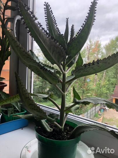 Каланхоэ лечебное