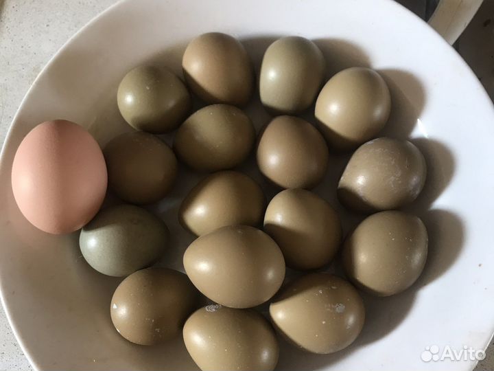 Яйца для инкубации фазан охотничий