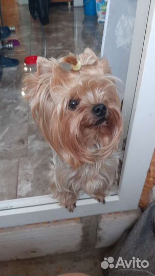 Вязка. Опытный жених ждёт невесту в гости