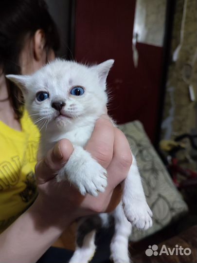 Котята, веслухие британцы
