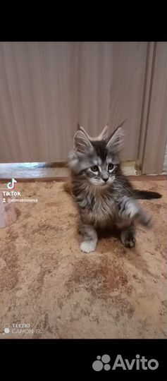 Котята мейн-кун