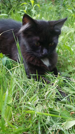 Кошечка 7 месяцев