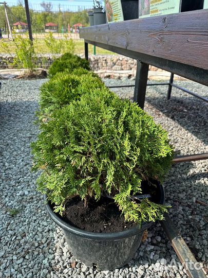 Туи в ассортименте