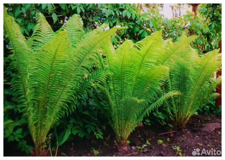 Папортник - Страусин, Хосты, декоративный лук