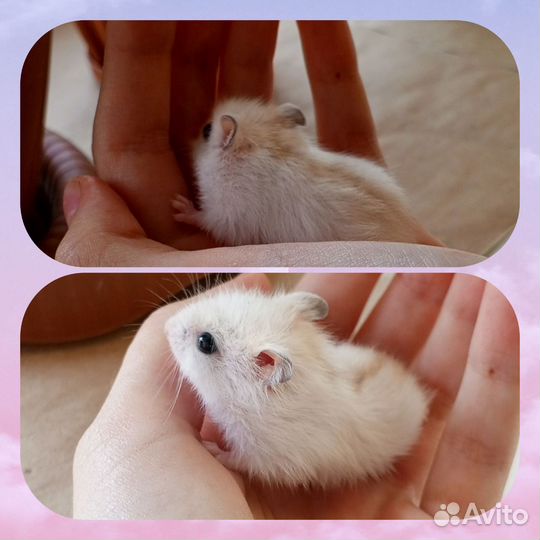 Хомяки джунгарики