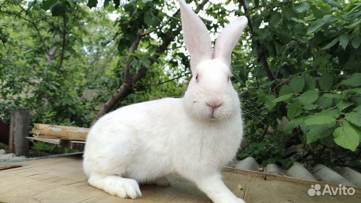 Крол самец на племя