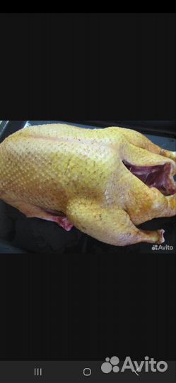 Цыплята бройлеры, можно на мясо живьём