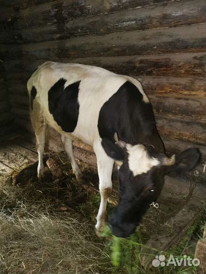 Коровы нетели