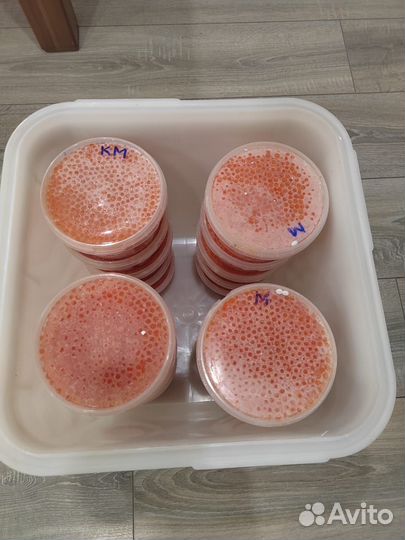 Продам икру кеты 0,5 кг