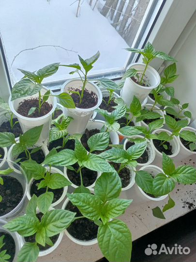 Рассада перца сладкого