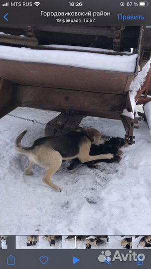 Русская гончая