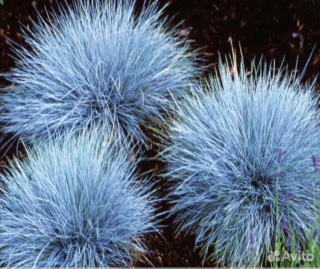 Овсяница голубая