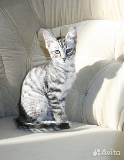 Котята подростки