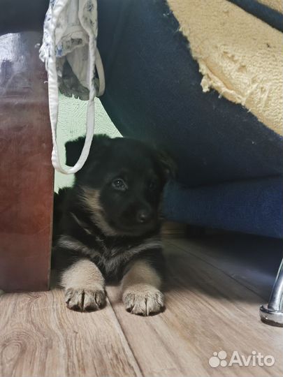 Немецкая овчарка