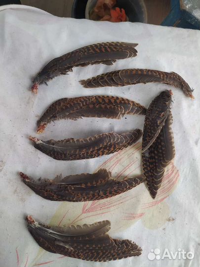 Вальдшнеп крылья