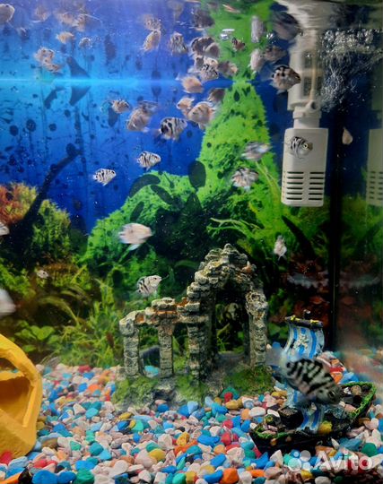 Аквариумные рыбки 