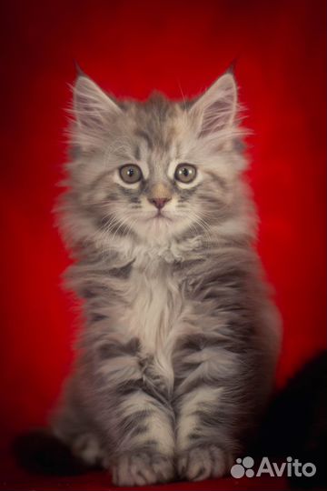 Мейн-кун девочка