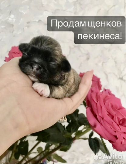 Продам щенков Пекинеса