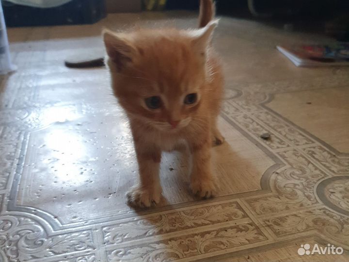 Продаю котёнка