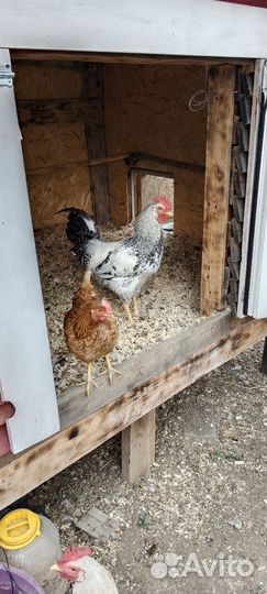 Продам петуха