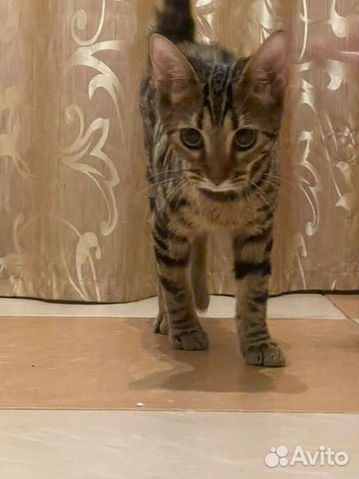 Котёнок Абикун