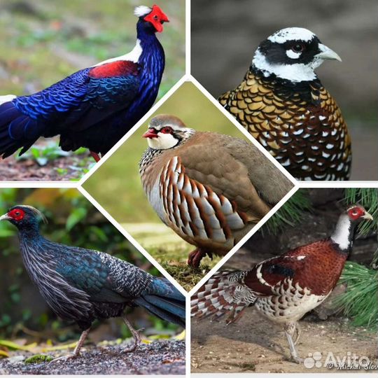 Фазаны разных пород