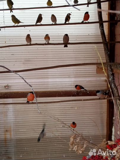 Певчие птицы