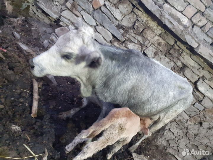 Телка с теленком