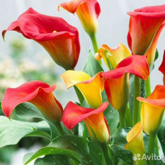 Клубни каллы