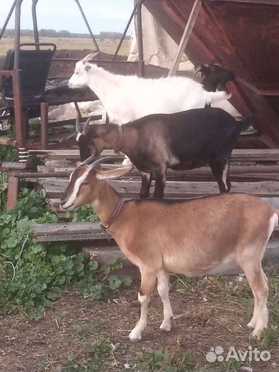 Продам коз разных пород