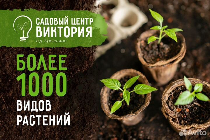 Ель голубая «Глаука Кейбаб» Экстра 150, 180 см